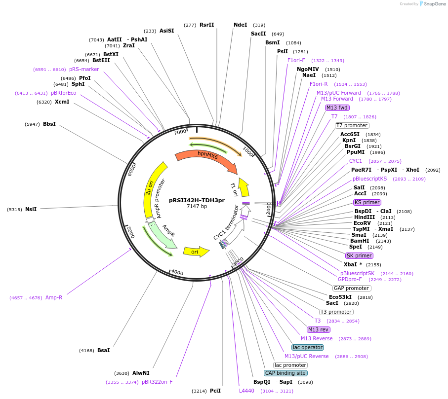 194533-plasmid-map-sequence-id-380556
