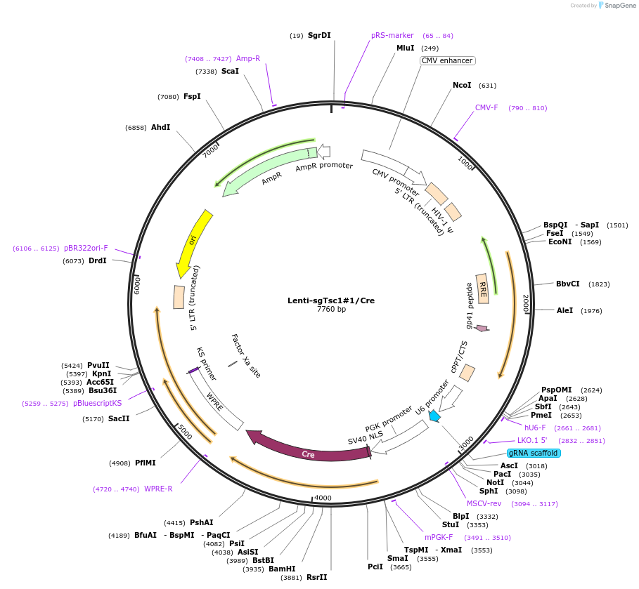 173657-plasmid-map-sequence-id-380558