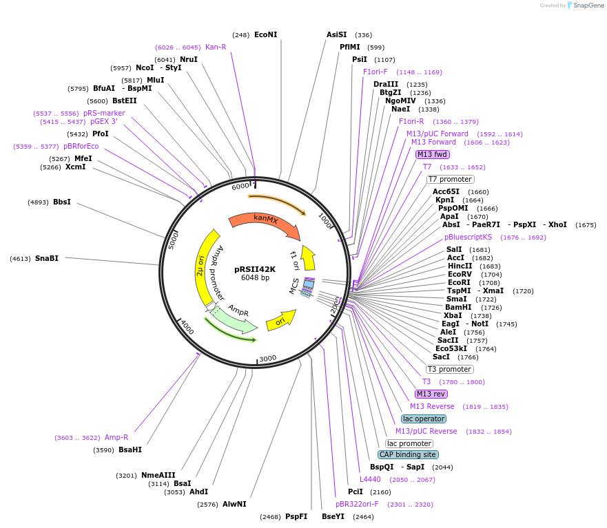 194523-plasmid-map-sequence-id-380563