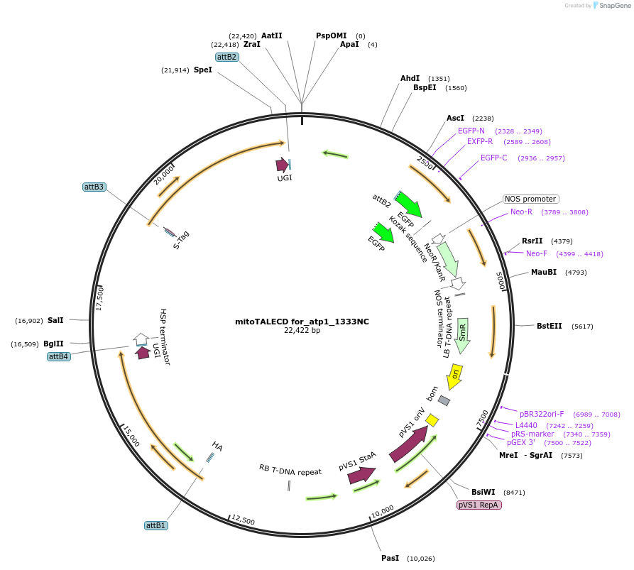 186202-plasmid-map-sequence-id-380568