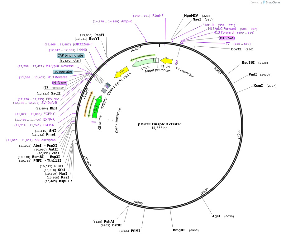 32667-plasmid-map-sequence-id-38060