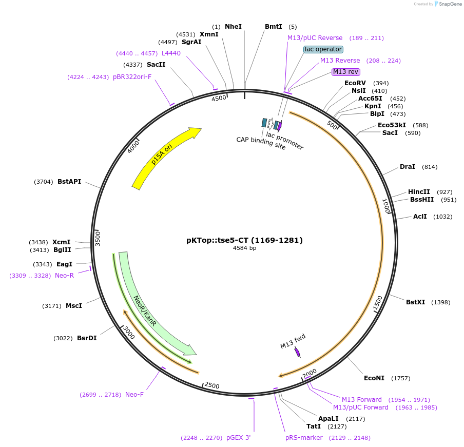 192955-plasmid-map-sequence-id-380606