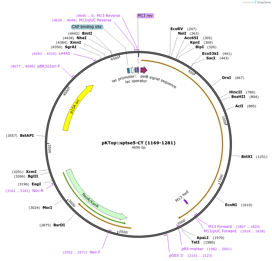 192950-plasmid-map-sequence-id-380607
