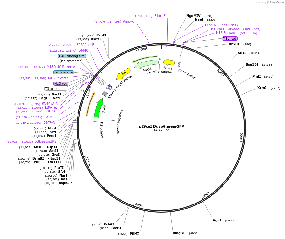 32668-plasmid-map-sequence-id-38061