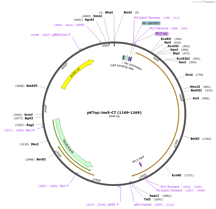 192954-plasmid-map-sequence-id-380612