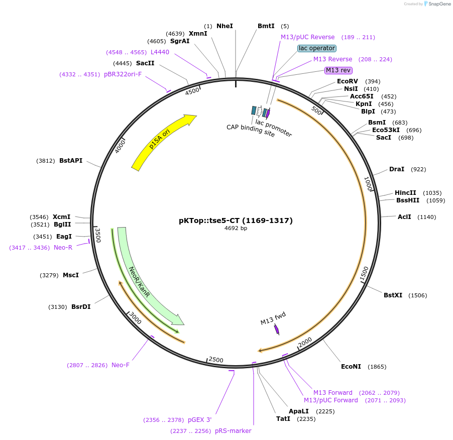 192957-plasmid-map-sequence-id-380613