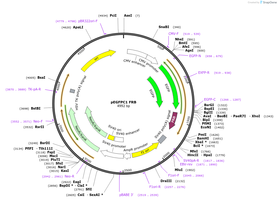 194119-plasmid-map-sequence-id-380660