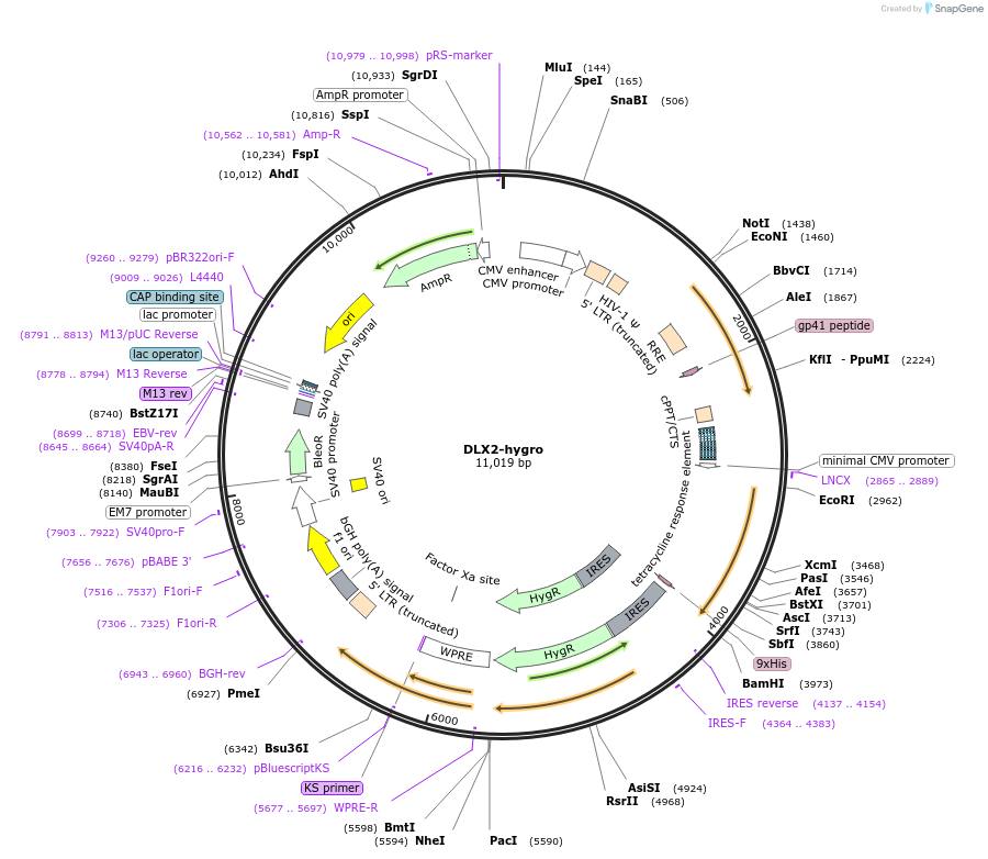 97330-plasmid-map-sequence-id-380661