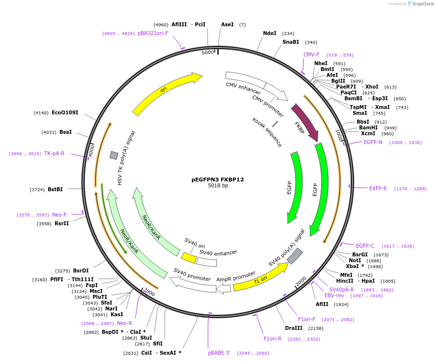 194121-plasmid-map-sequence-id-380700