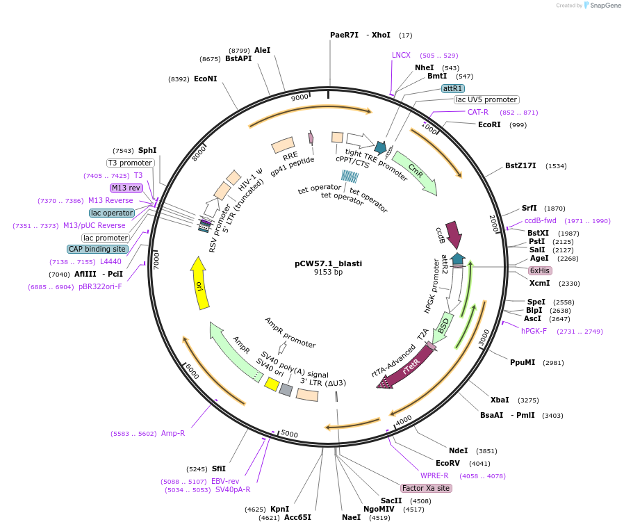 194067-plasmid-map-sequence-id-380706