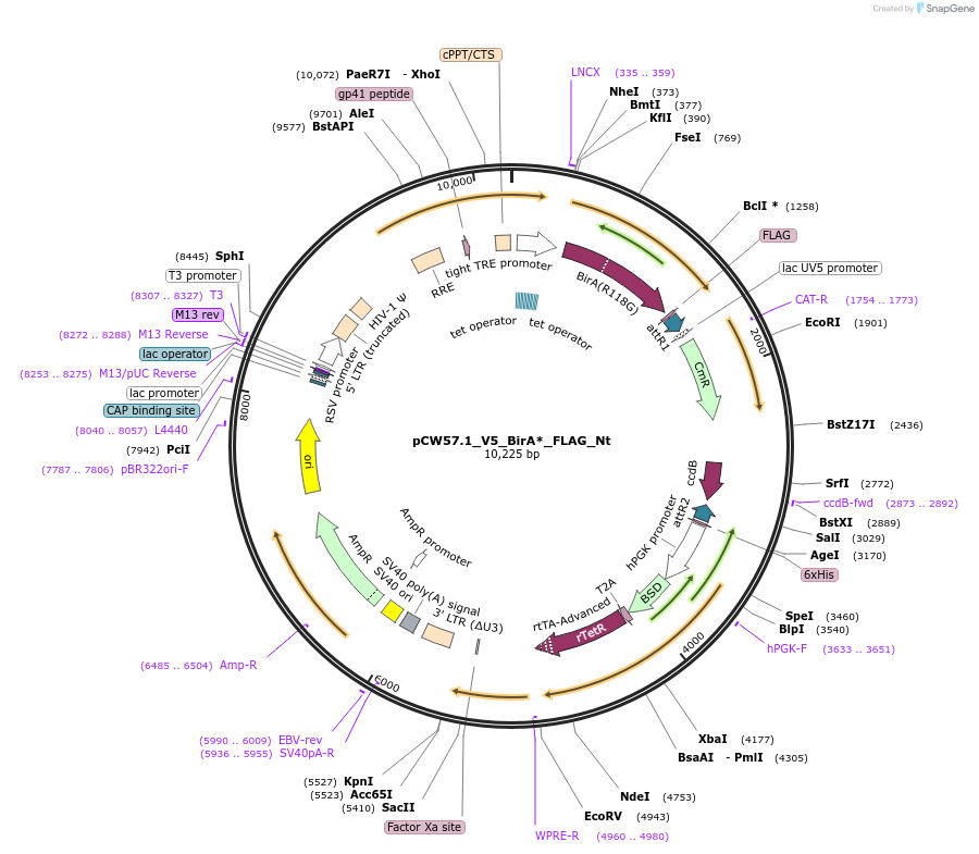 194070-plasmid-map-sequence-id-380711