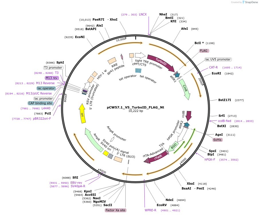 194072-plasmid-map-sequence-id-380714