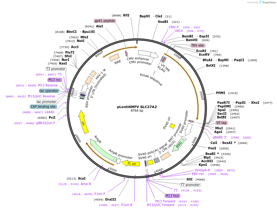194136-plasmid-map-sequence-id-380715
