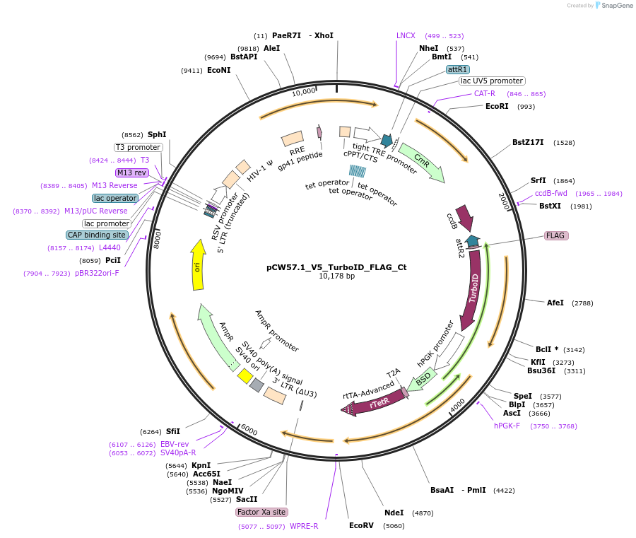 194073-plasmid-map-sequence-id-380729