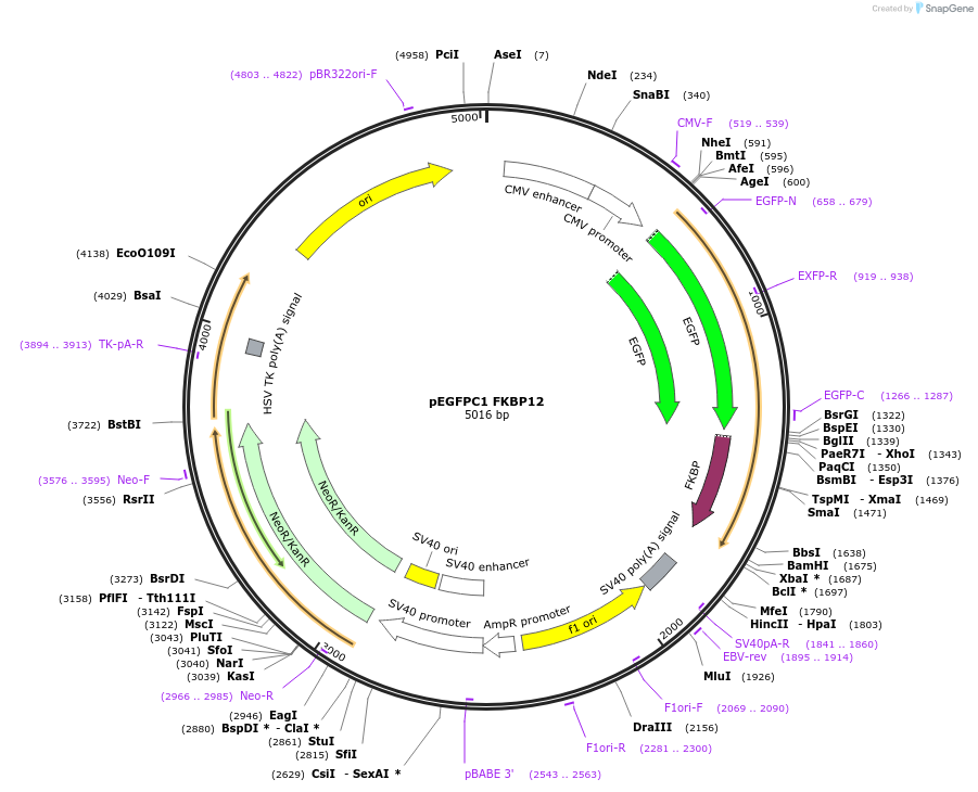 194118-plasmid-map-sequence-id-380739