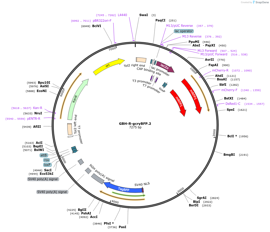 187996-plasmid-map-sequence-id-380740