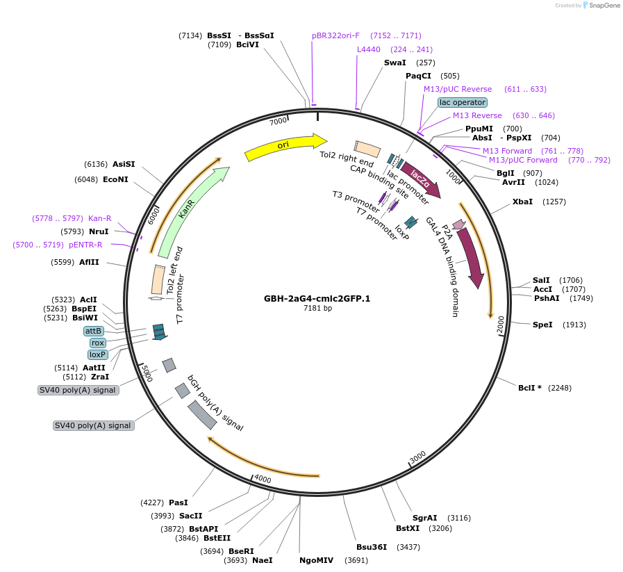 188022-plasmid-map-sequence-id-380745