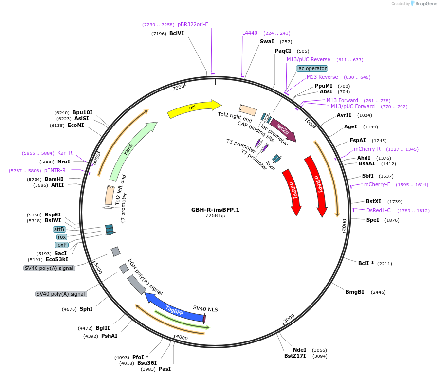 188007-plasmid-map-sequence-id-380746