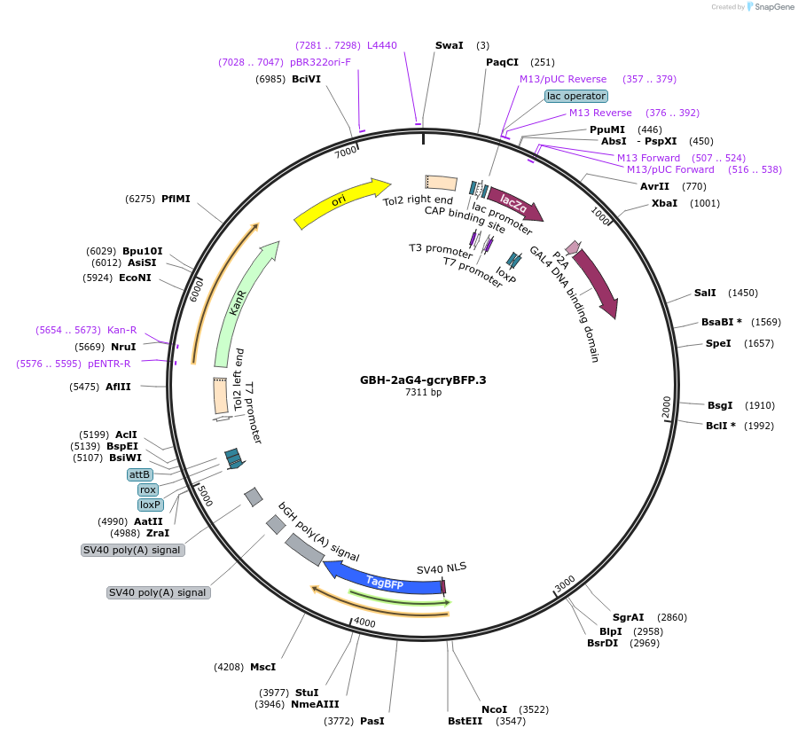 188015-plasmid-map-sequence-id-380747