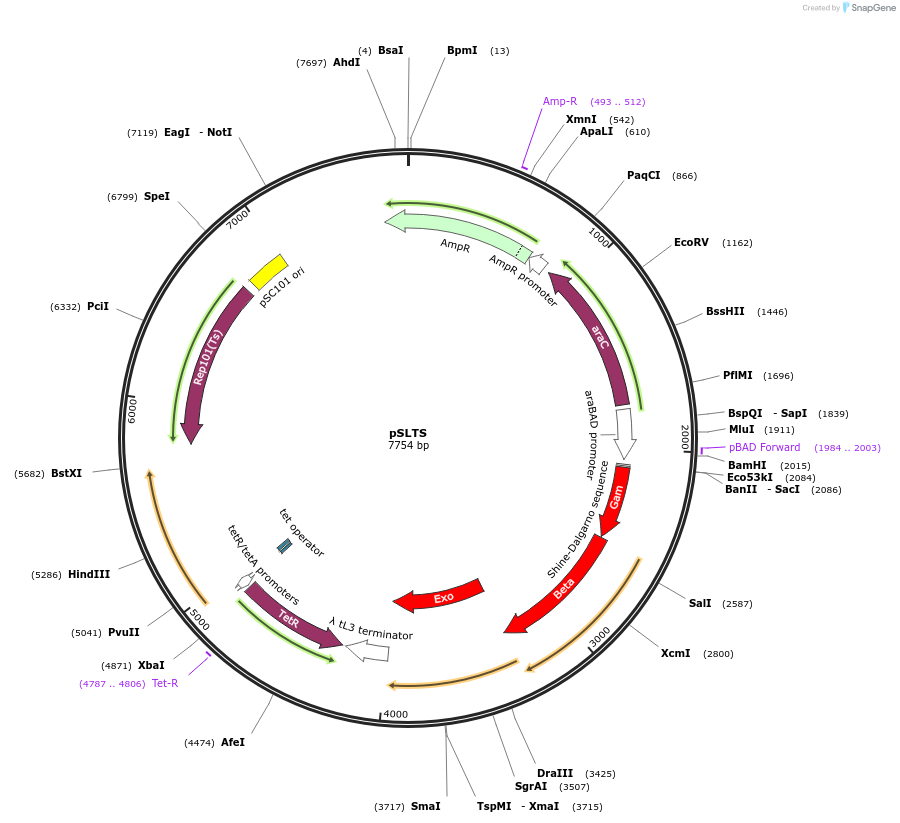59386-plasmid-map-sequence-id-380750