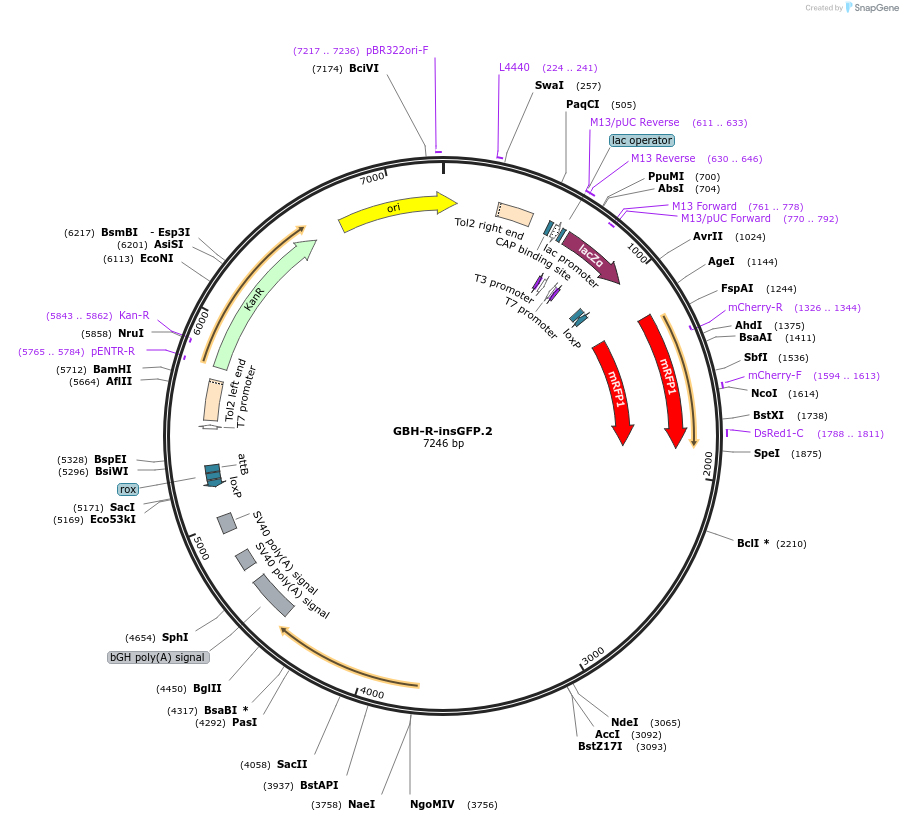 188011-plasmid-map-sequence-id-380751