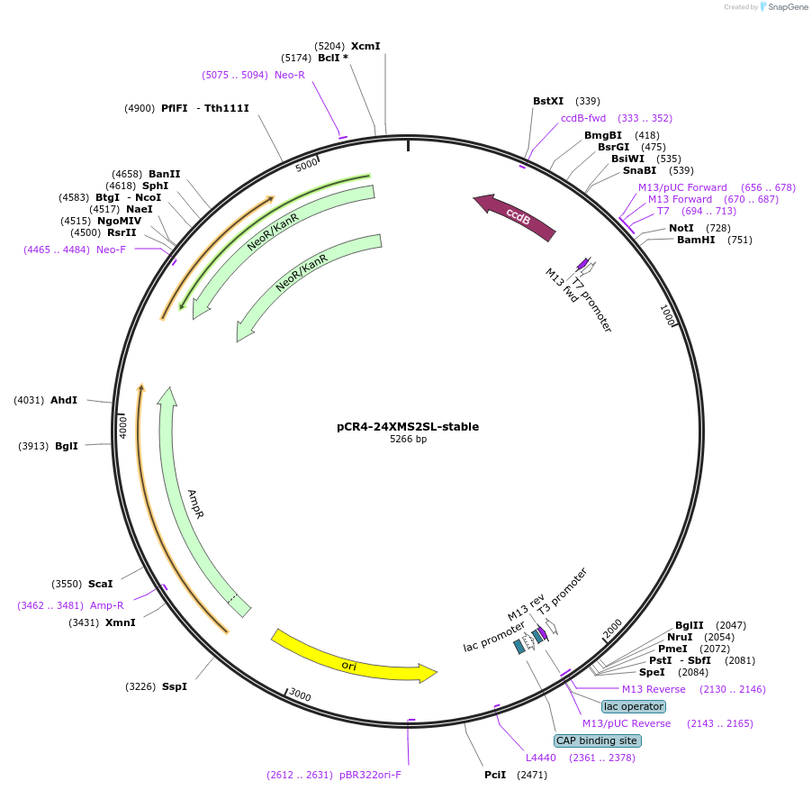 31865-plasmid-map-sequence-id-380752
