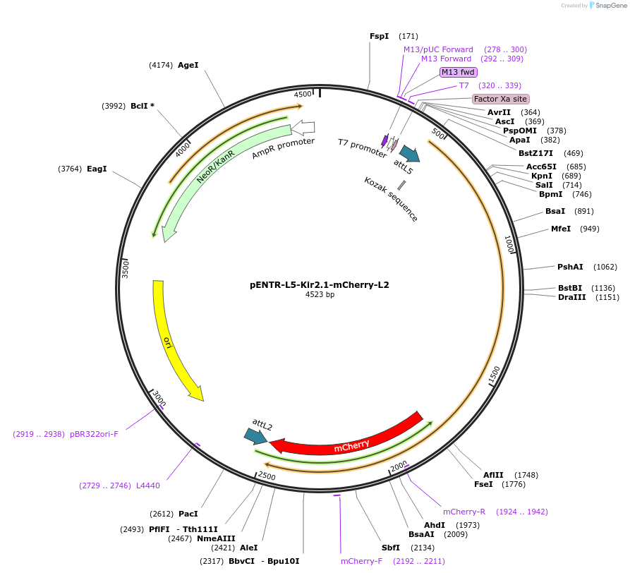 32669-plasmid-map-sequence-id-38084