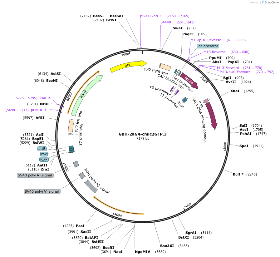 188024-plasmid-map-sequence-id-380895