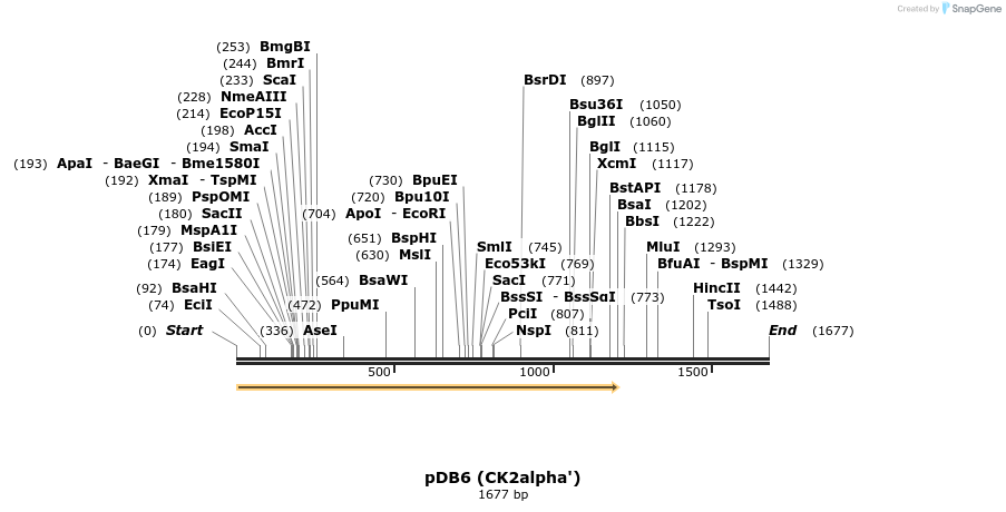 38090_map
