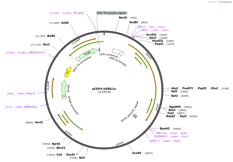 53052-plasmid-map-sequence-id-381052