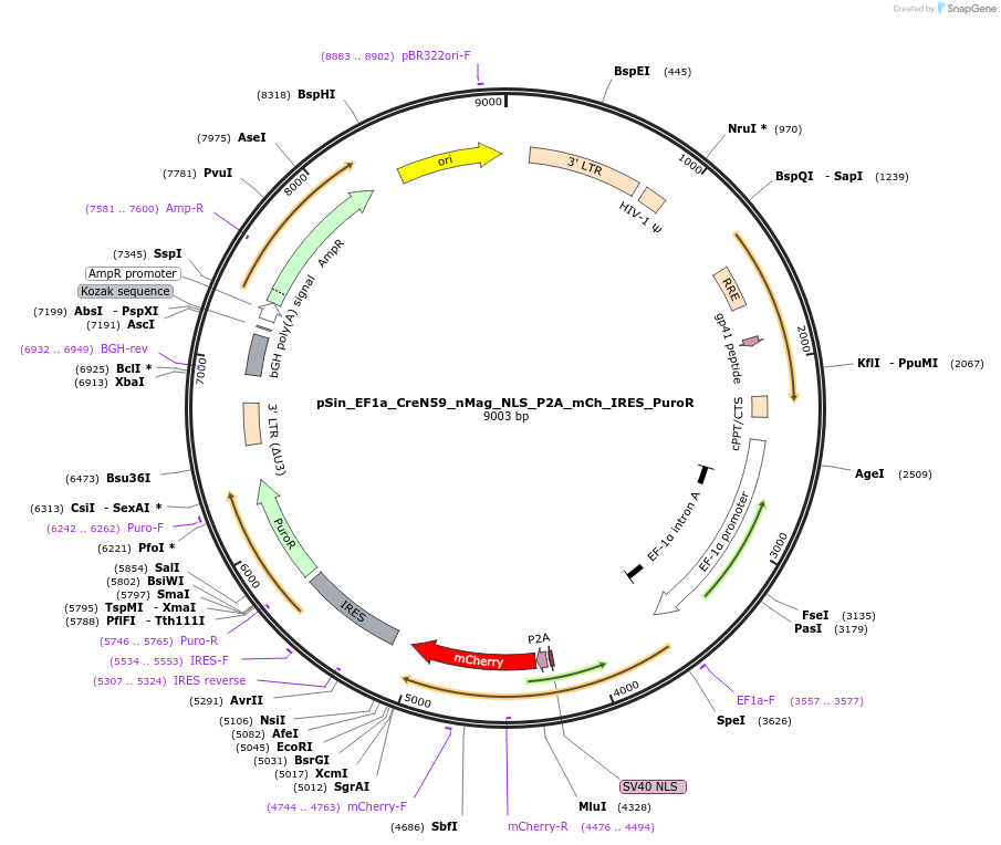 176310-plasmid-map-sequence-id-381060