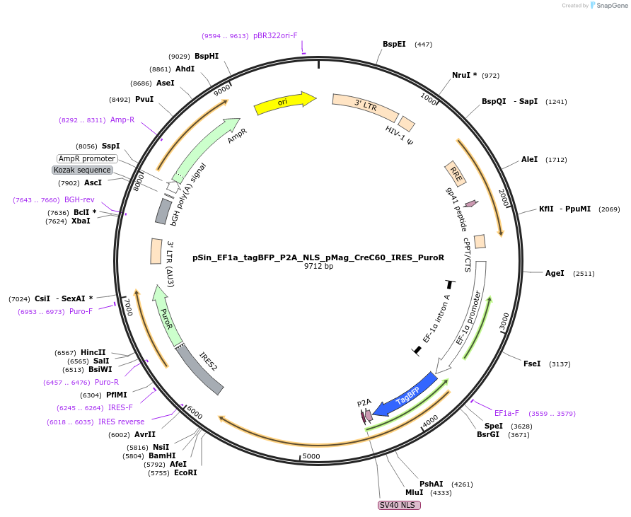 176311-plasmid-map-sequence-id-381061