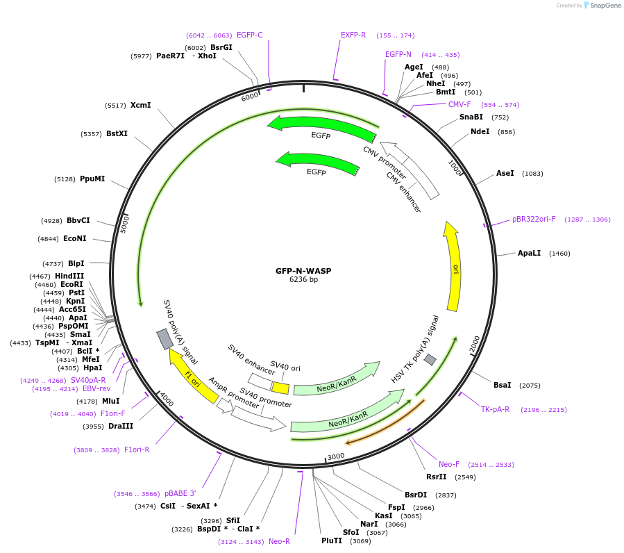 47406-plasmid-map-sequence-id-381067