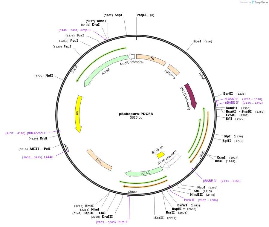 189611-plasmid-map-sequence-id-381075