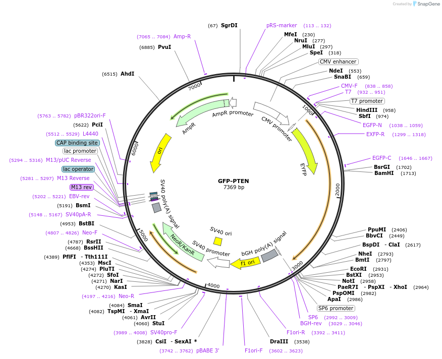 13039-plasmid-map-sequence-id-381088