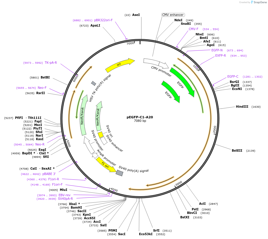 22141-plasmid-map-sequence-id-381089