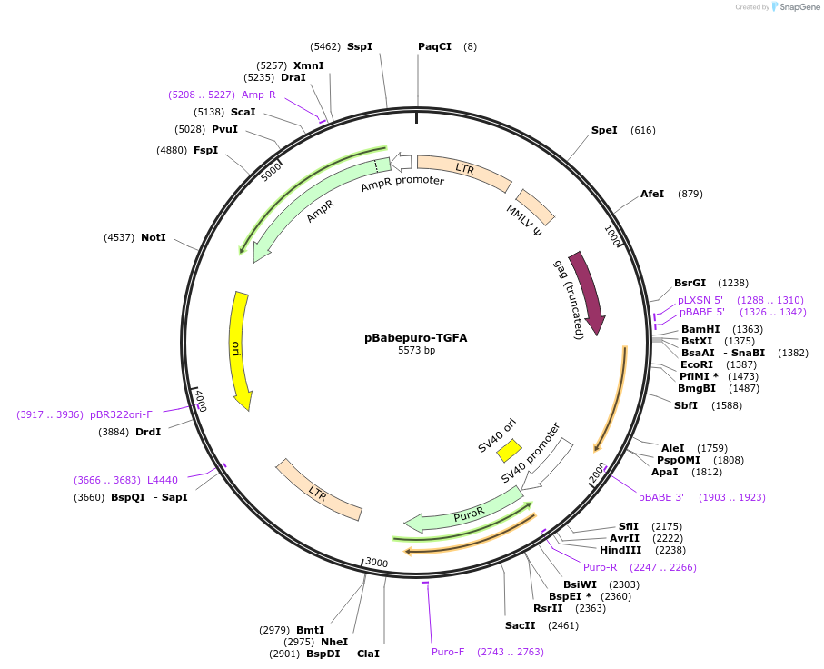 189610-plasmid-map-sequence-id-381090