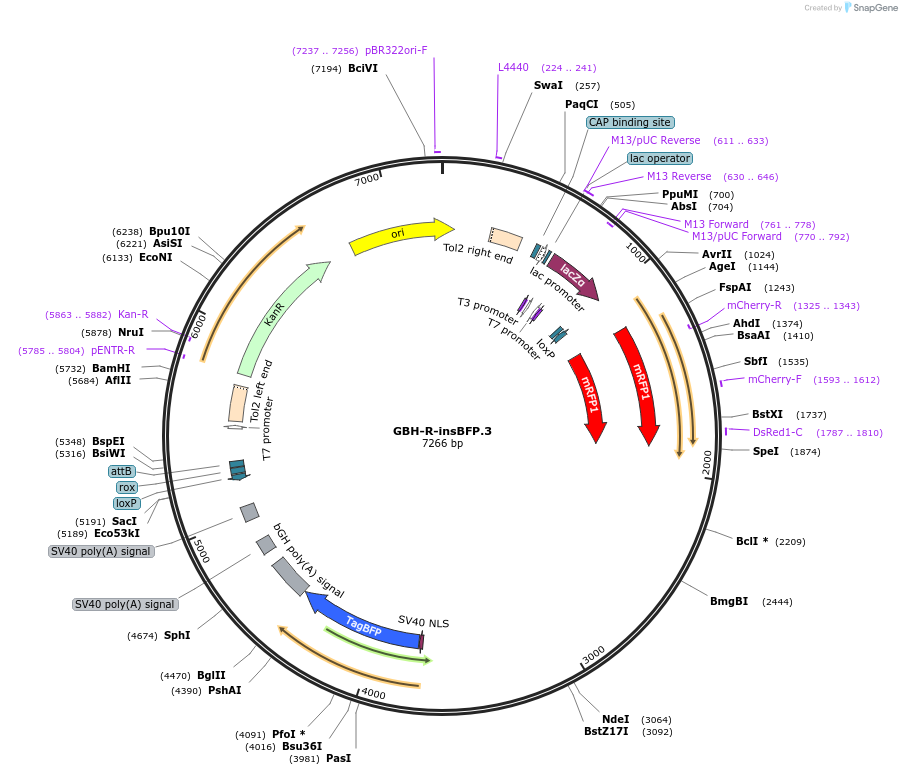 188009-plasmid-map-sequence-id-381106