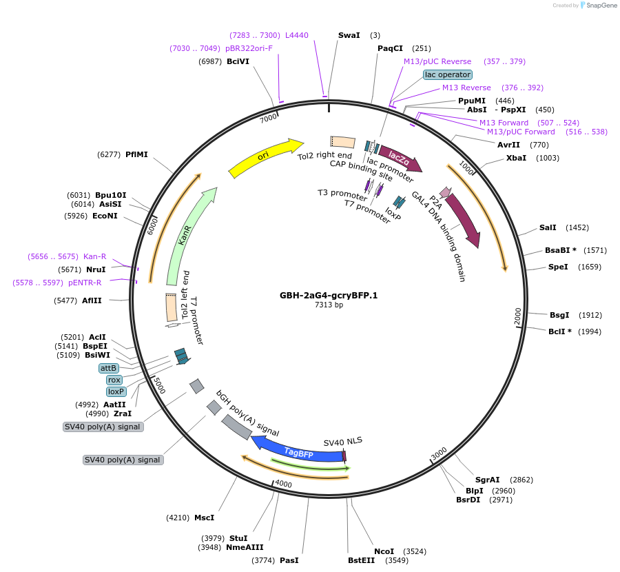 188013-plasmid-map-sequence-id-381108