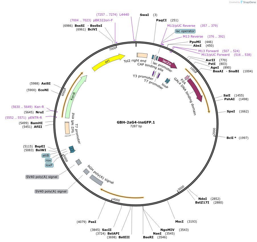 188028-plasmid-map-sequence-id-381113