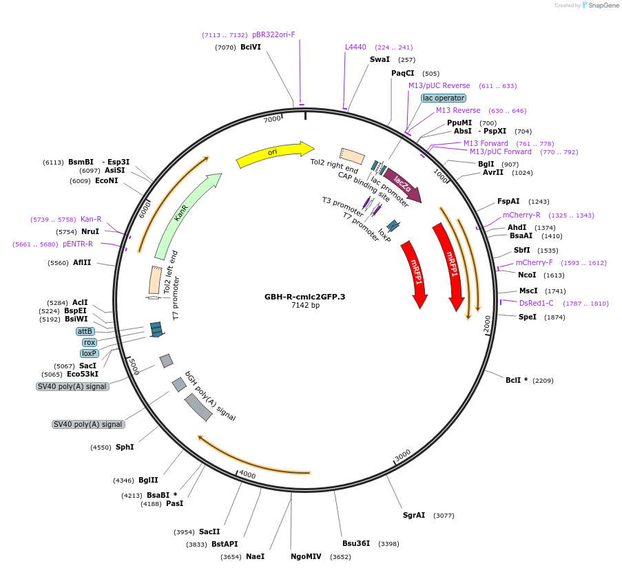 188006-plasmid-map-sequence-id-381114