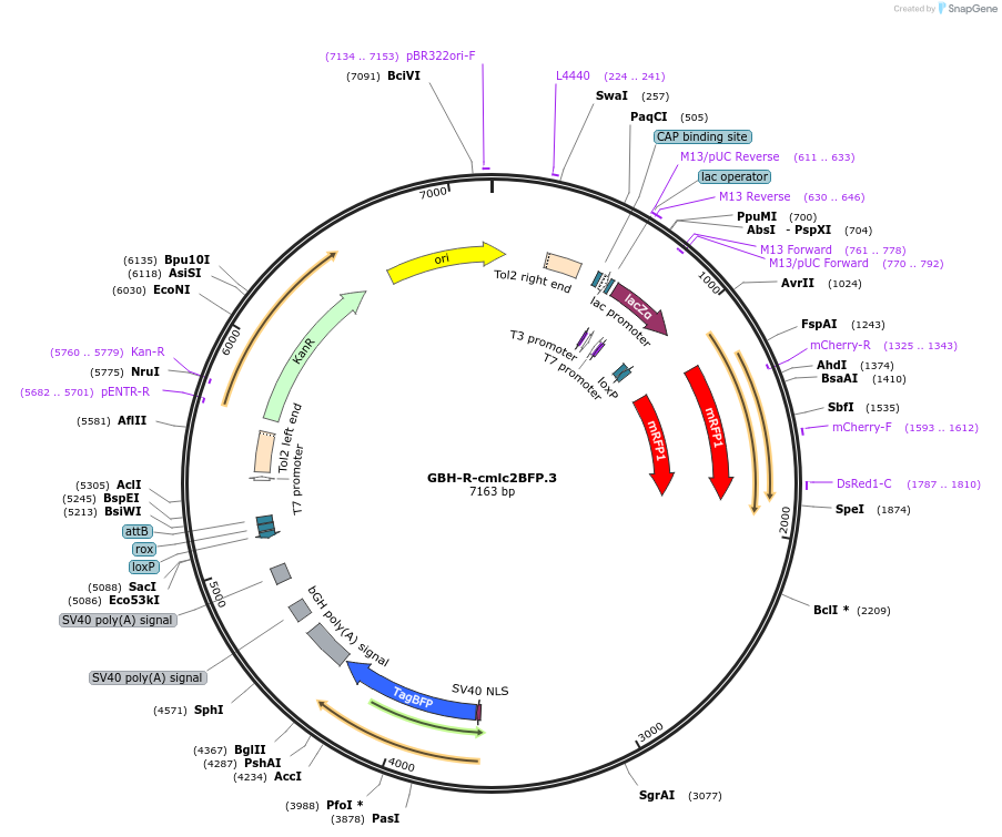 188003-plasmid-map-sequence-id-381117
