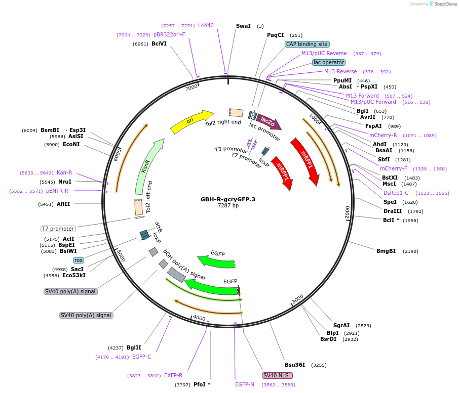 188000-plasmid-map-sequence-id-381121