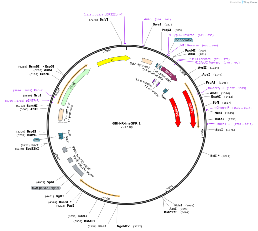 188010-plasmid-map-sequence-id-381122