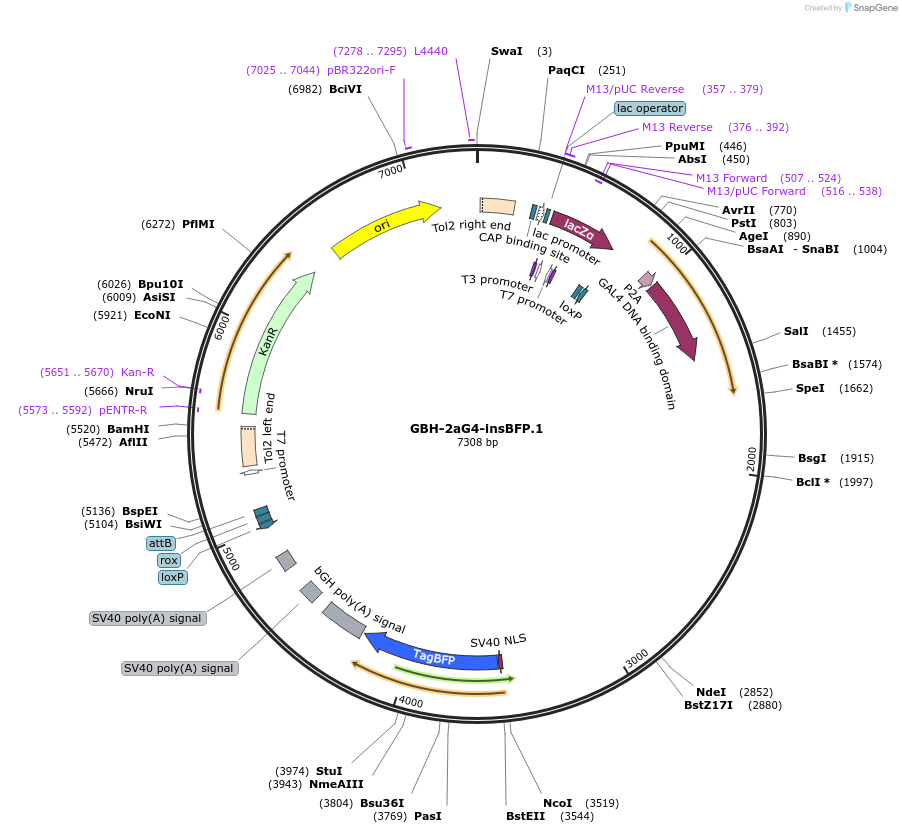 188025-plasmid-map-sequence-id-381128