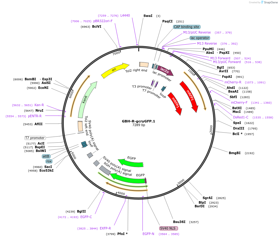 187998-plasmid-map-sequence-id-381130