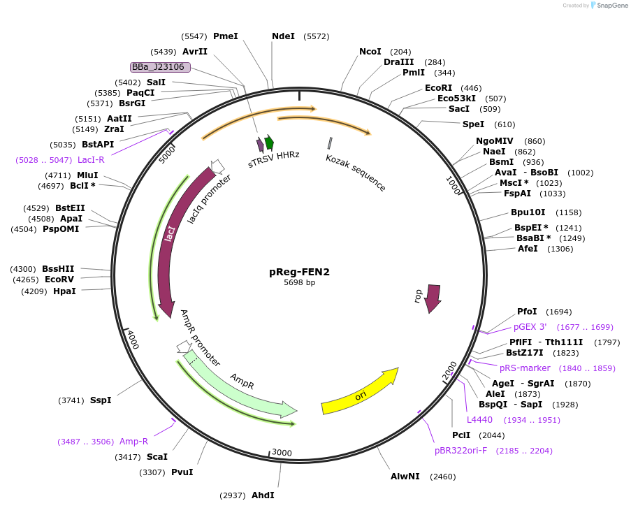 190616-plasmid-map-sequence-id-381131