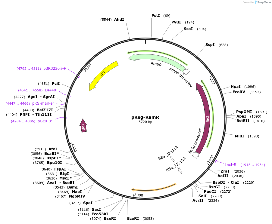 190610-plasmid-map-sequence-id-381135