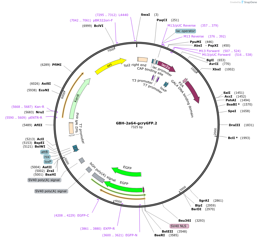 188017-plasmid-map-sequence-id-381140
