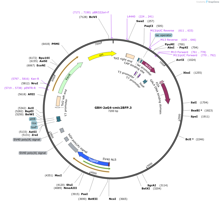 188021-plasmid-map-sequence-id-381143